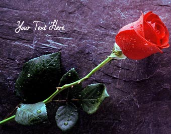Write Quotes on Flowers Pictures - Online Quote Maker