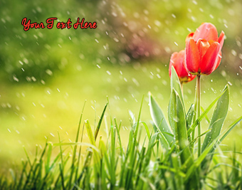 Spring Tulips and Rain quote pictures