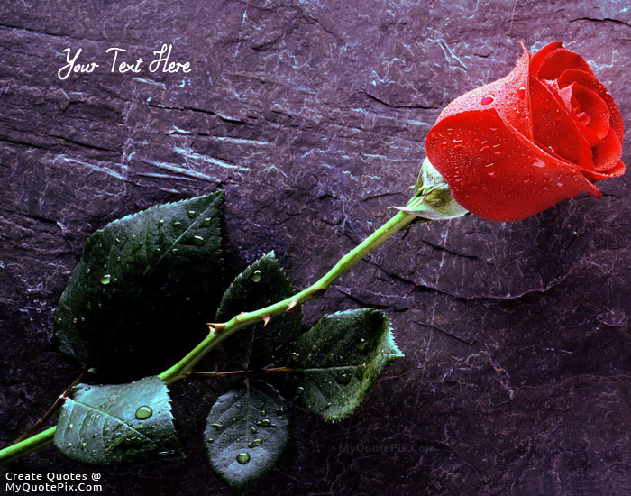 images of beautiful roses with quotes